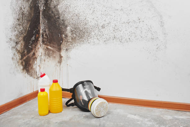 Mold Remediation for Rental Properties in Logan Elm Village, OH